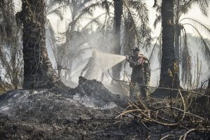 Badan Pengelola Gambut dan Mangrove Nasional