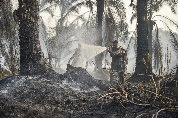 Badan Pengelola Gambut dan Mangrove Nasional
